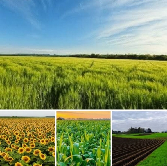 VMDK: Elfogadhatatlan, hogy a Vajdaság legjobb termőföldjei kétes hírű oligarchák kezébe kerültek