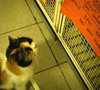 A Fidesz kizárólag a politikai analfabétákra épít