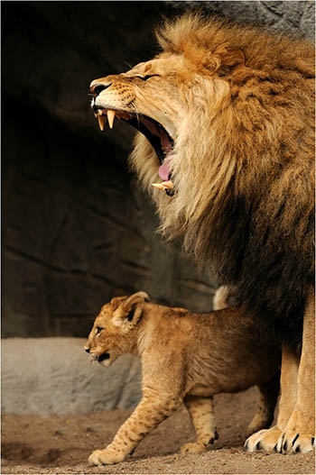 A Nagy Testvér mindent lát